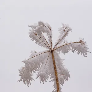 Obernai Frosted umbellifer