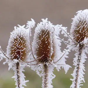 Obernai, Frosted wild carder