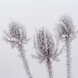 Obernai, Frosted wild carder