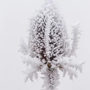 Obernai, Frosted wild carder