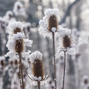 Obernai, Frosted wild carder