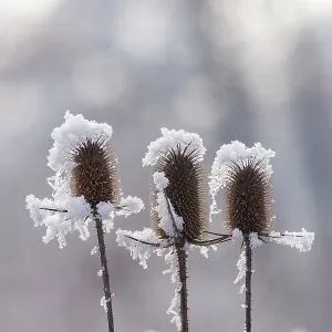 Obernai, Frosted wild carder