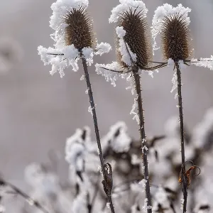 Obernai, Frosted wild carder