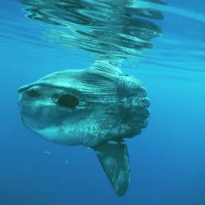 Ocean SUNFISH Ocean SUNFISH