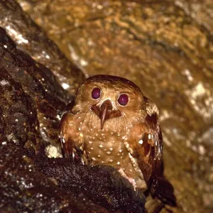 Oilbird - on ledge Oilbird - on ledge
