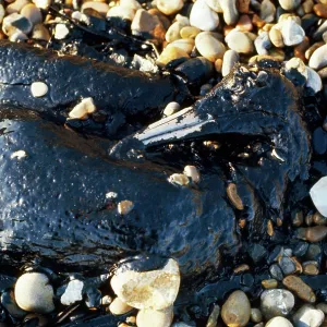 OILED GANNET, DEAD ON PEBBLES OILED GANNET, DEAD ON PEBBLES