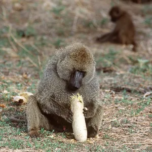 OLIVE BABOON - Eating Sausage Tree Fruit OLIVE BABOON - Eating Sausage Tree Fruit