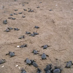 Olive Ridley / Golfina TURTLE - Hatchlings approach sea Olive Ridley / Golfina TURTLE - Hatchlings approach sea