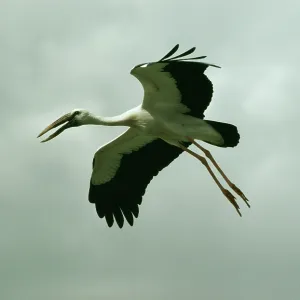 Openbill STORK - in flight Openbill STORK - in flight