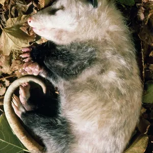Opossum - feigning death, defensive posture