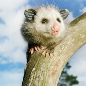 OPOSSUM - young, close-up of face OPOSSUM - young, close-up of face