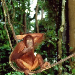 ORANG-UTAN ORANG-UTAN