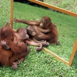 ORANG-UTANS - adult and young looking at reflection ORANG-UTANS - adult and young looking at reflection