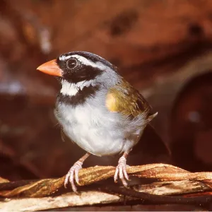 ORANGE BILLED SPARROW