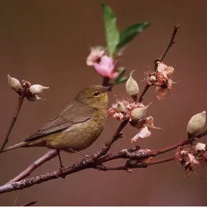 Orange-Crowned WARBLER Orange-Crowned WARBLER