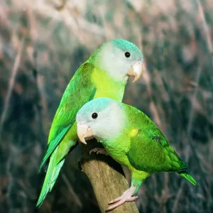 Orange-flanked / Grey-cheeked Parakeet Orange-flanked / Grey-cheeked Parakeet