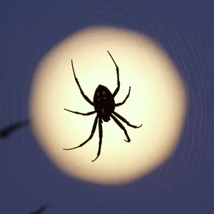 : Silhouettes