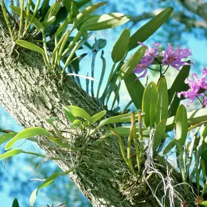 ORCHID - Epiphytic, arboreal ORCHID - Epiphytic, arboreal