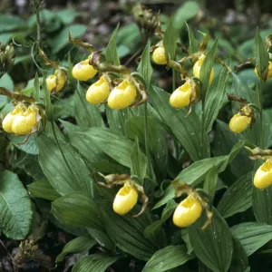 ORCHID - Lady's Slipper ORCHID - Lady's Slipper