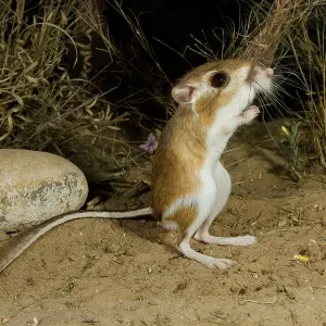 Ord's Kangaroo Rat Ord's Kangaroo Rat