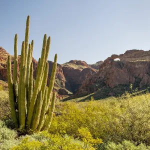 Organ Pipe cactus and double arches at Arch Canyon Organ Pipe cactus and double arches at Arch Canyon
