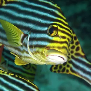 Oriental Sweetlips