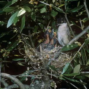 Orphean Warbler - feeding chicksSat nest Orphean Warbler - feeding chicksSat nest