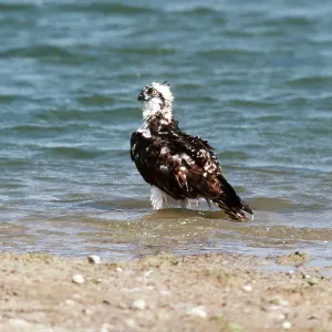 OSPREY - bathing OSPREY - bathing