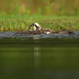 Osprey - on surface of water retrieving trout prey - August Osprey - on surface of water retrieving trout prey - August