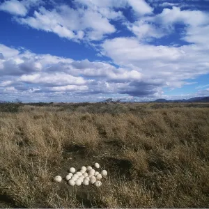 OSTRICH EGGS OSTRICH EGGS