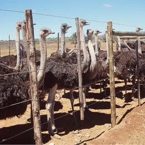 OSTRICH FARMING - Ostriches ready for slaughter OSTRICH FARMING - Ostriches ready for slaughter
