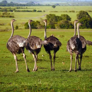 Ostriches in the Masai Mara, Kenya, Africa Ostriches