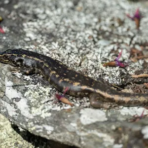Otago Skink