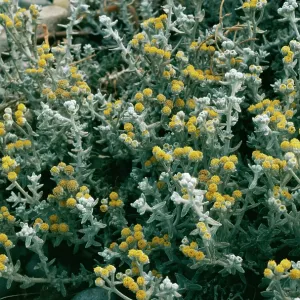 Otanthus (Diotis) Otanthus (Diotis)