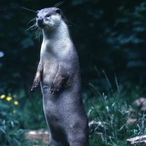 OTTER - standing OTTER - standing