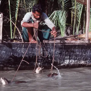 OTTER - tame, used for fishing OTTER - tame, used for fishing