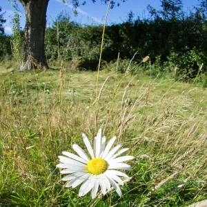 Oxeye Daisy in meadow - UK Oxeye Daisy in meadow - UK