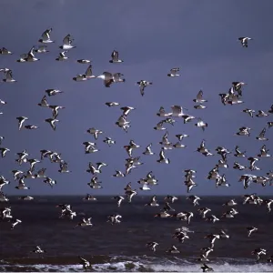 OYSTERCATCHER - flock in flight