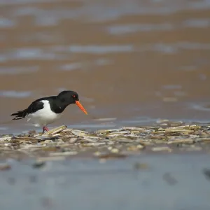 Oystercatcher - looking for food among razor-shells Oystercatcher - looking for food among razor-shells