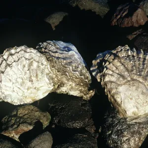 OYSTERS OYSTERS