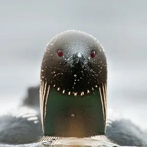 Pacific Loon / Diver Arctic National Wildlife Refuge Pacific Loon / Diver Arctic National Wildlife Refuge