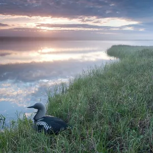 Pacific Loon / Diver Arctic National Wildlife Refuge Pacific Loon / Diver Arctic National Wildlife Refuge