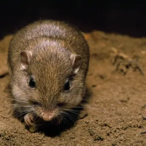 Pacific Pocket Mouse Pacific Pocket Mouse