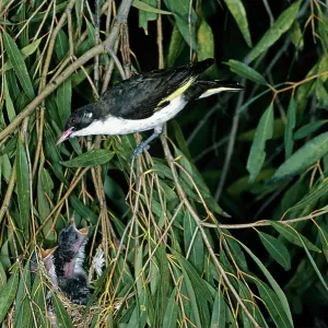 Painted Honeyeater - at nest with chicks Painted Honeyeater - at nest with chicks