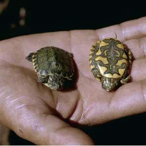 Painted Turtle Pseudemys - in persons hand Painted Turtle Pseudemys - in persons hand