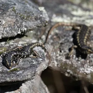 Pair of Otago Skinks