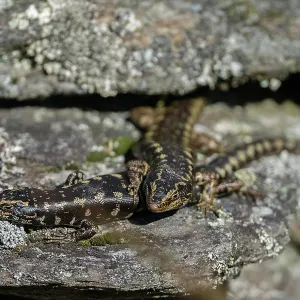 Pair of Otago Skinks