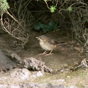 Pallas Grasshopper Warbler