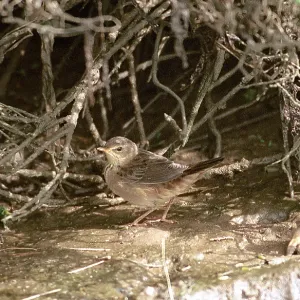 PALLAS GRASSHOPPER WARBLER