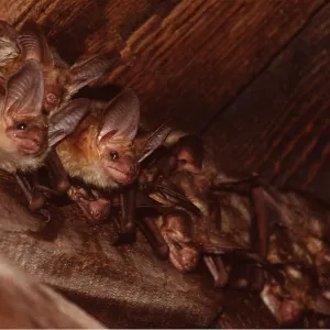 PALLID BATS - group roosting PALLID BATS - group roosting